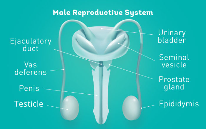 Repromed Understanding Your Fertility